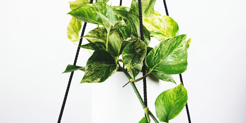 欧冠联赛巴塞罗那对阵拜仁慕尼黑的比赛前瞻与技术统计